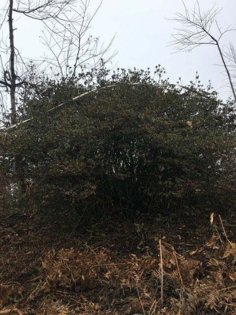  映山红球，杜鹃球