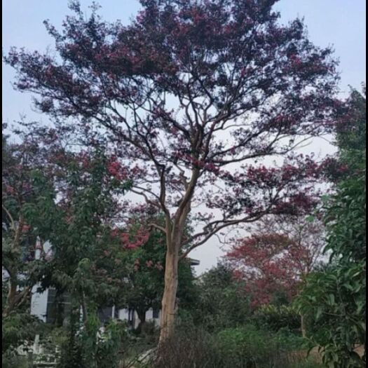 黎平县银杏嫁接苗 