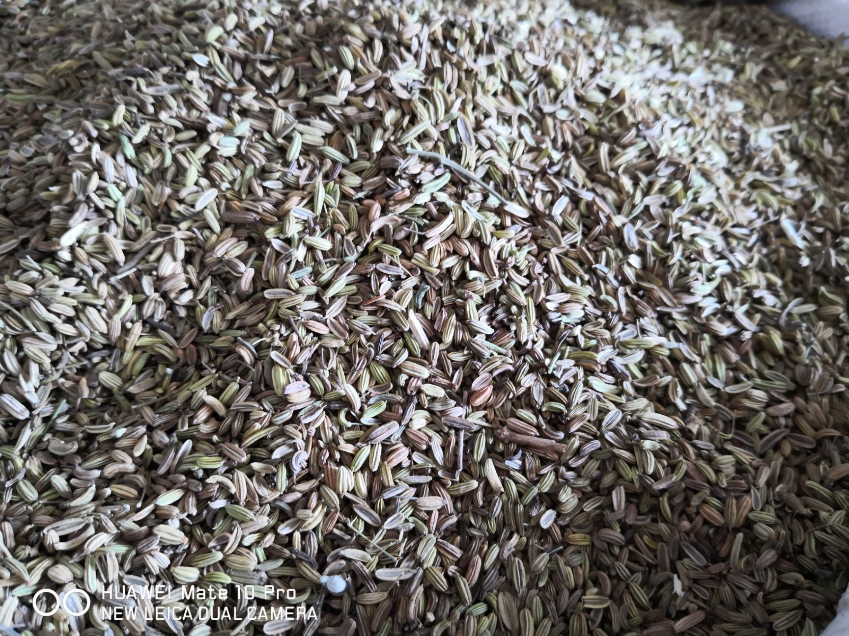 小茴香  药食两用   选货绿色