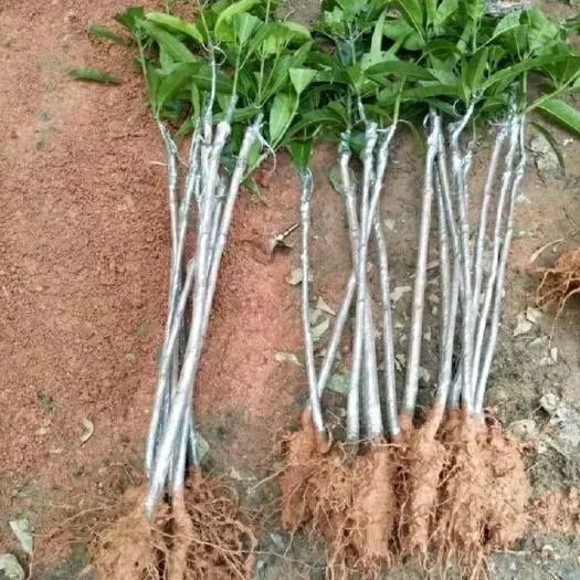 灵山县辣椒芒果苗