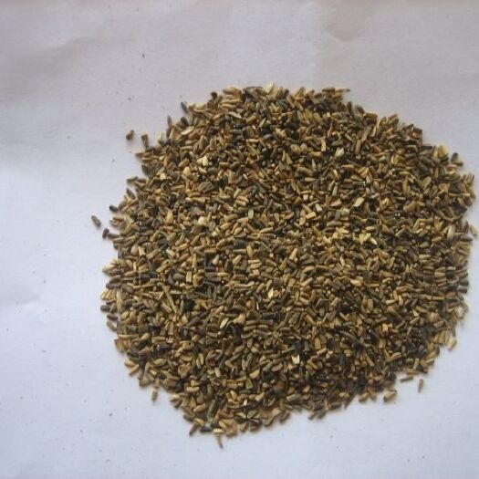 沭阳县薰衣草种子  花草类