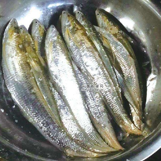 永嘉县江刀鱼 