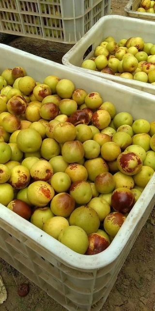 黄骅市冬枣树苗 