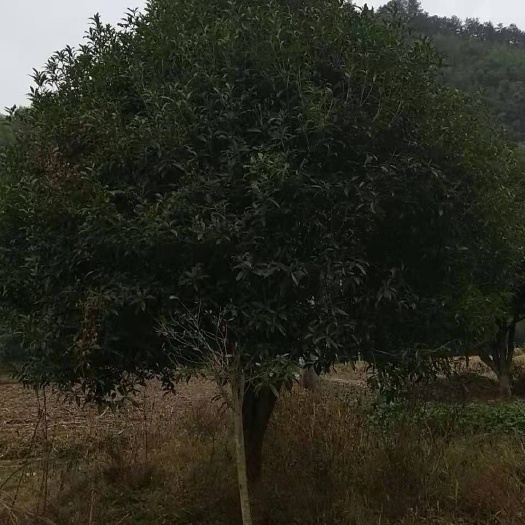 东阳市黄金桂花树 