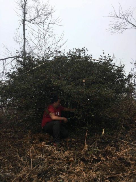  映山红球，杜鹃球