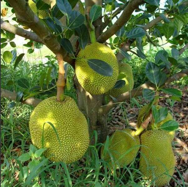 马来西亚一号菠萝蜜苗