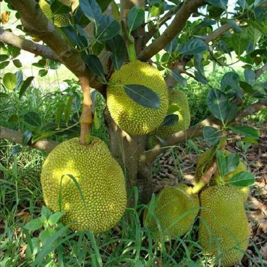 灵山县马来西亚一号菠萝蜜苗