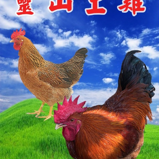 南宁土鸡苗 公