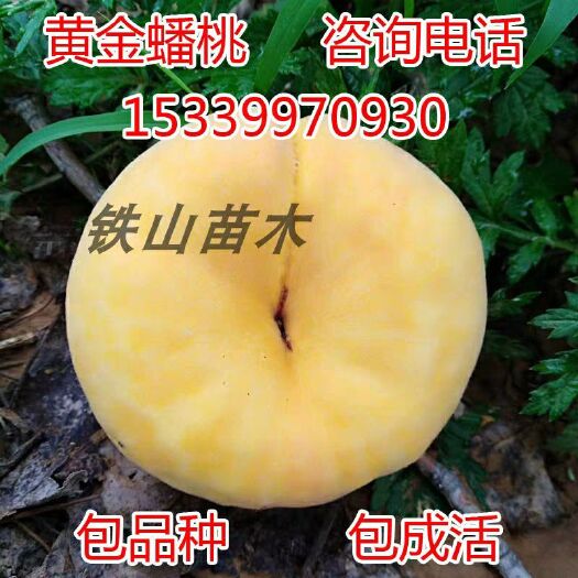 平邑县黄金蟠桃树苗 0.5~1米
