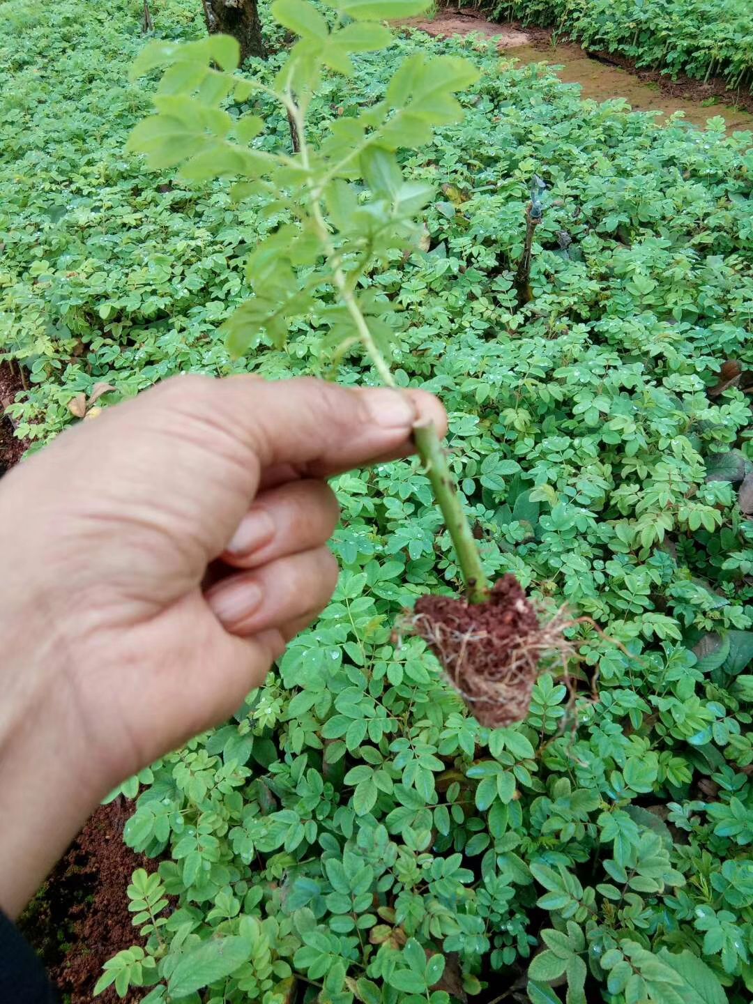 大马士革3号玫瑰