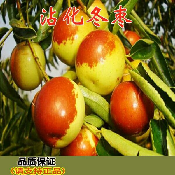 沾化冬枣苗 品种保障 现挖现卖  全国包邮
