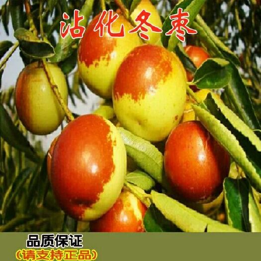 平邑县沾化冬枣苗 品种保障 现挖现卖  全国包邮