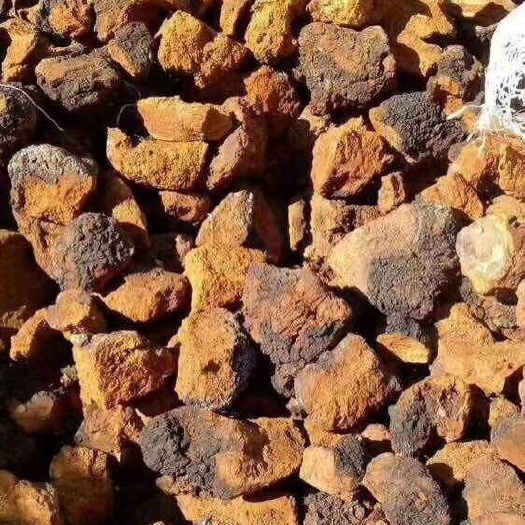 大兴安岭白桦茸  整块 散装