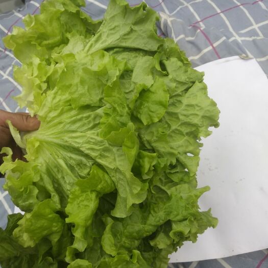 散叶生菜 7~8两 