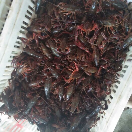 沅江市青红虾 6-8钱 稻田虾 