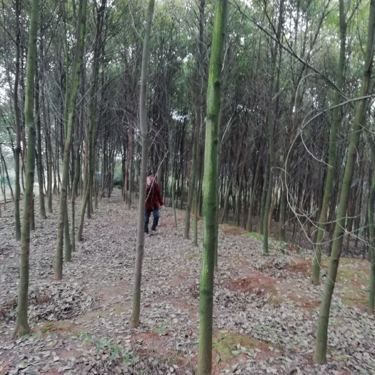孝昌县小叶樟 