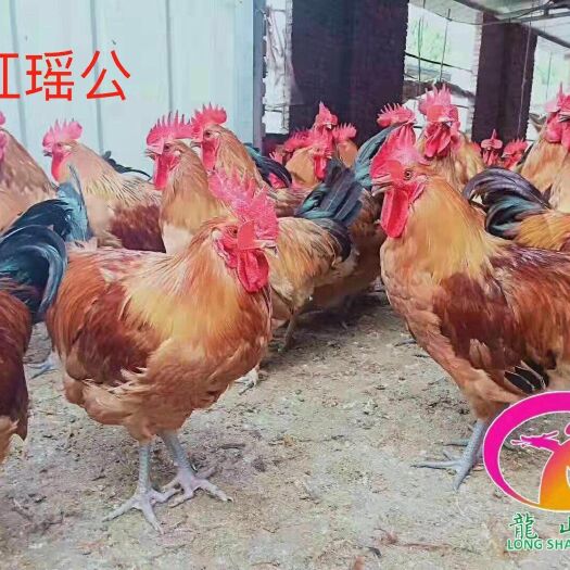 广州红瑶鸡苗 一手货源  质量保证 孵化场直发