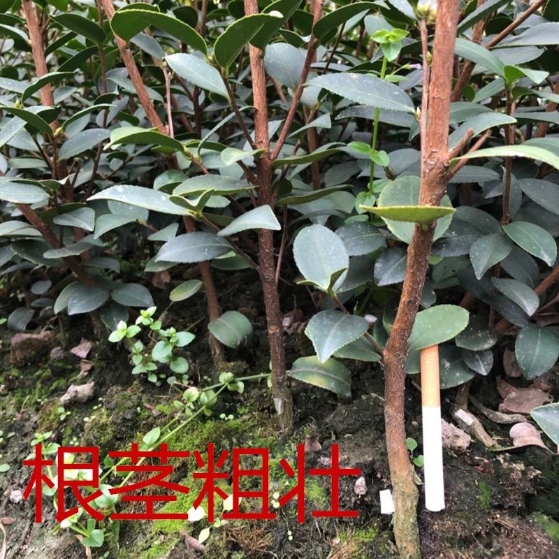 油茶树苗  油茶苗