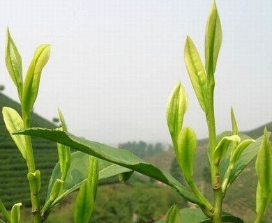商城县毛尖茶  信阳毛尖绿茶先锋高山茶无污染