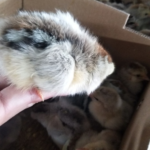 南宁彩凤鸡苗 