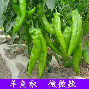 菏泽尖椒 20cm以上 微辣 靑色 