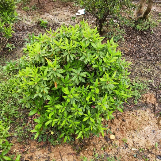 长沙春鹃 0.5~1米 