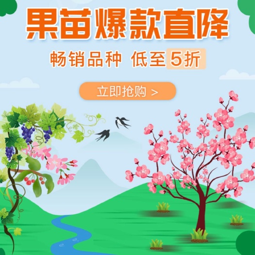 资阳塔罗科血橙苗 60/1.2高