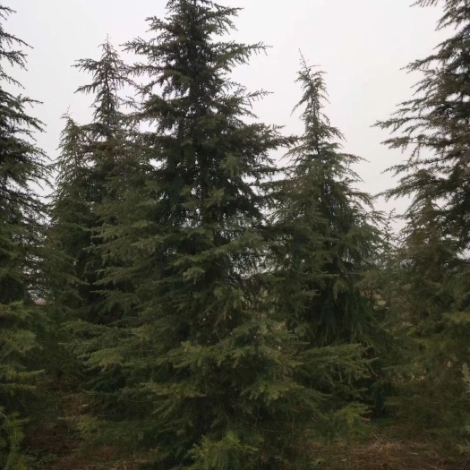 汝南县直叶雪松  5米♧基地直供，包指导技术