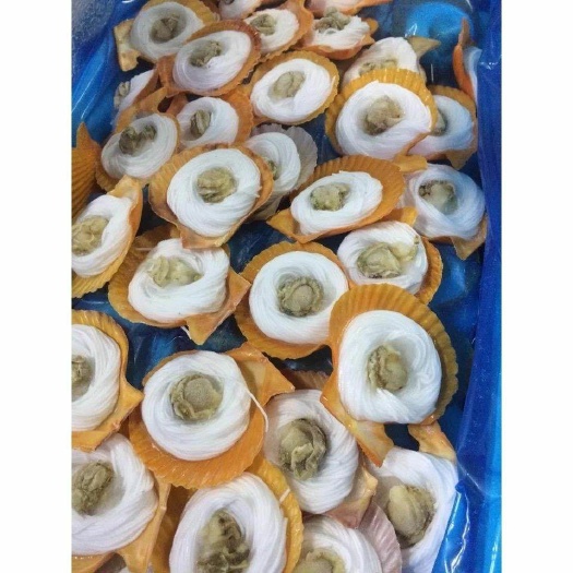 广州黄金贝  黄金粉丝扇贝600只一箱烧烤清蒸
联系我们加入团批价更便宜