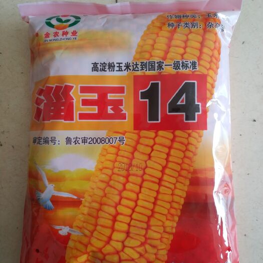 高唐縣淄玉14 三交種 ≥99%