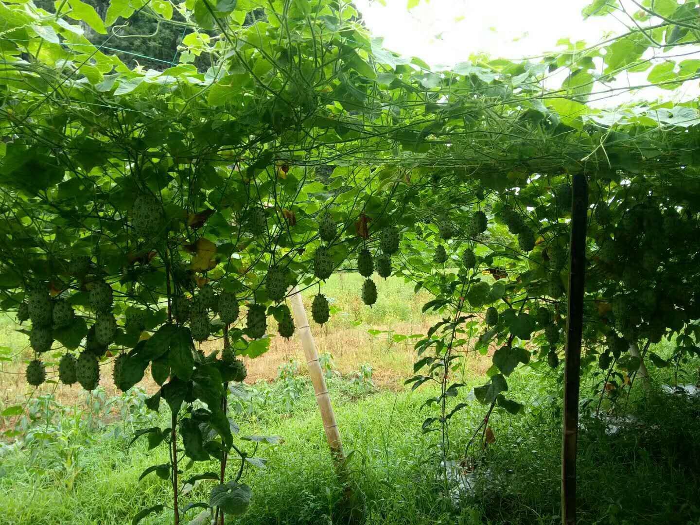 果园现摘火参果上市