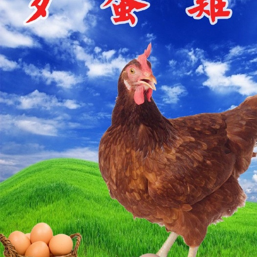 南宁蛋鸡苗 母