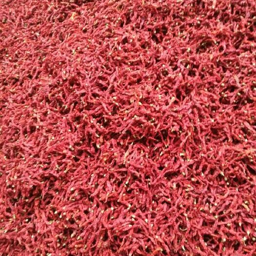 茶陵县千金红辣椒 20cm以上 微辣 红色 