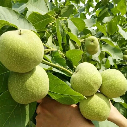 平邑县薄皮核桃苗