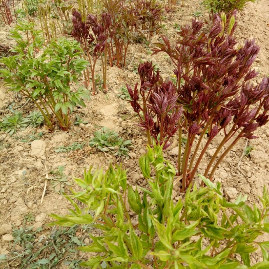 菏泽多花芍药 0.5米以下 2~4cm 