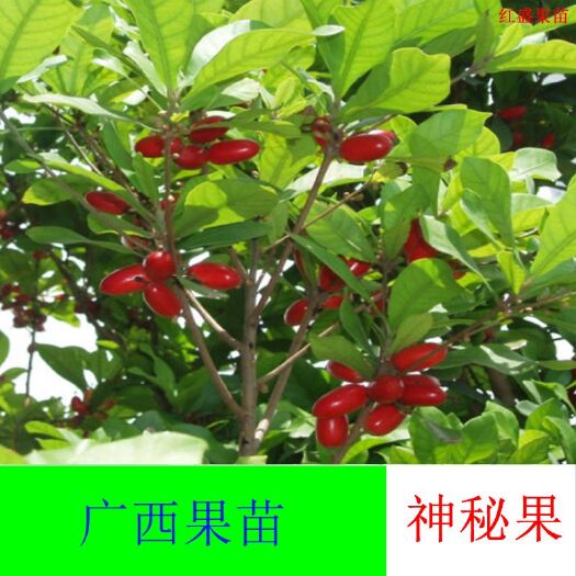 灵山县神秘果苗 
