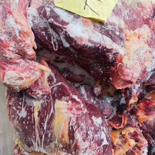郑州肉马 600-800斤 