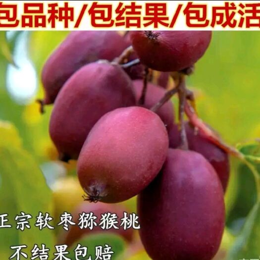 平邑县软枣猕猴桃苗 软枣猕猴桃，品种保证。保证成活率。基地直发。可放心选购。