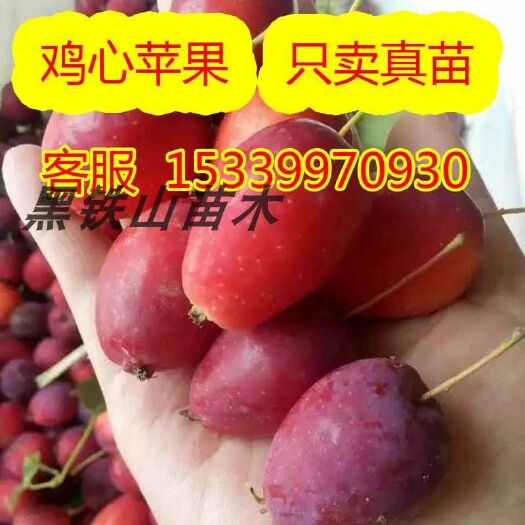 平邑县鸡心果苗