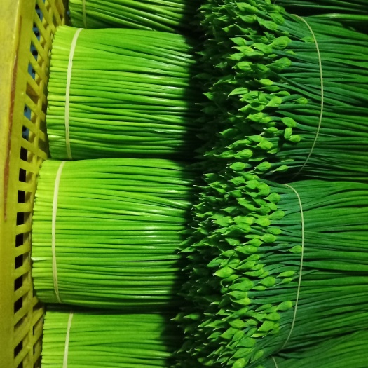 佛山韭菜花 头茬 30~35cm 