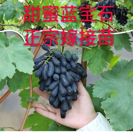 平邑县蓝宝石葡萄苗