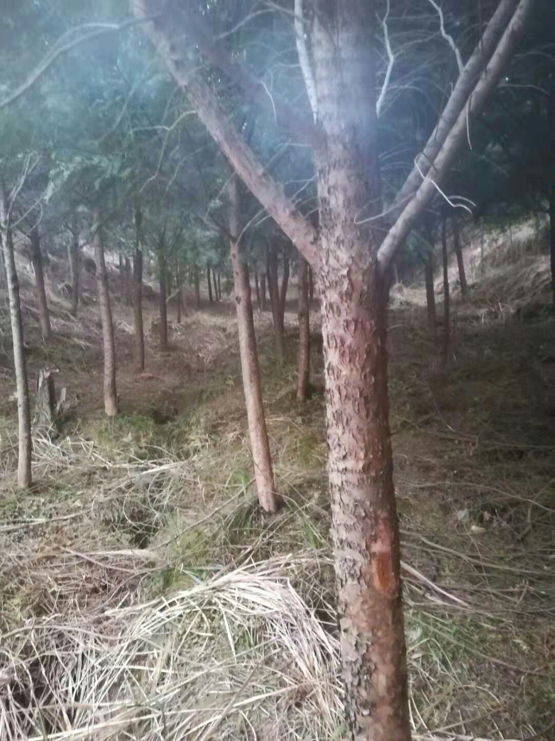 普通桂花树
