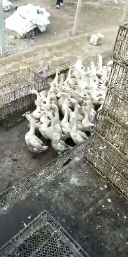 郓城县大白沙鹅苗 