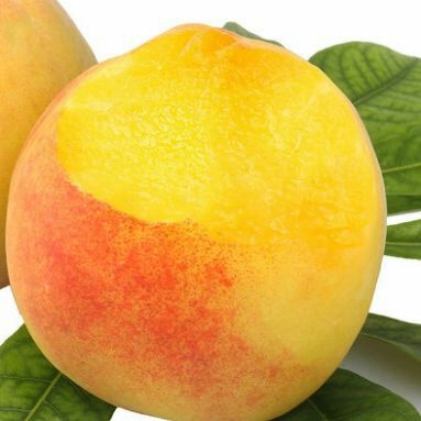 平邑县黄金蜜桃树苗 1~1.5米