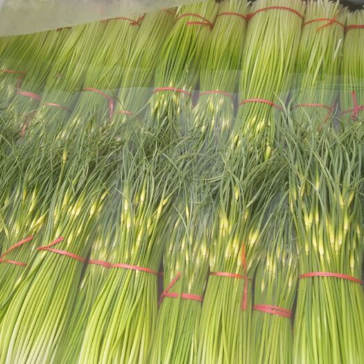 白帽蒜薹 60~70cm 