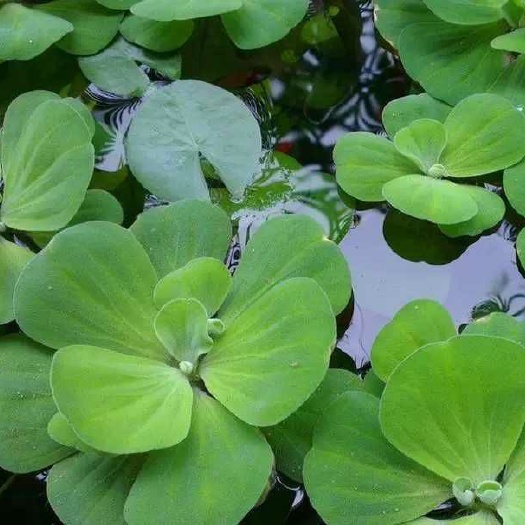 沭阳县 水芙蓉 水生植物 水植 改善水质 芙蓉花