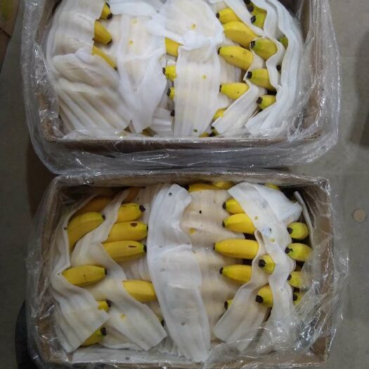 北京菲律宾香蕉 八成熟