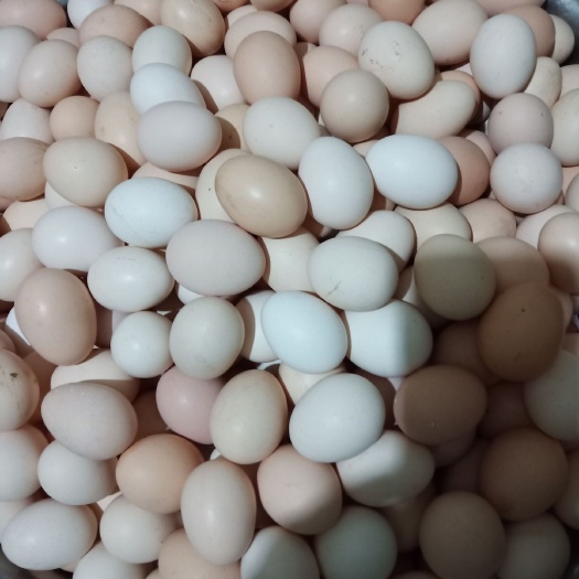 沧州土鸡蛋 食用 简包装 