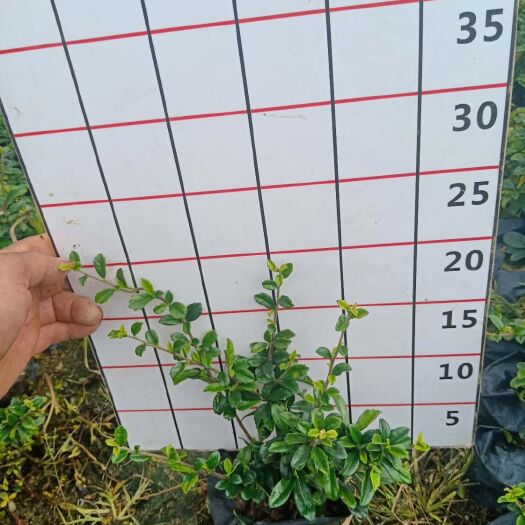 漳浦县福建茶大杯苗高25-30公分