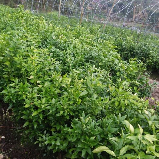 绩溪县红美人柑橘苗 嫁接苗 0.5~1米 